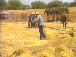 CAMPO (99)  LABRANZA